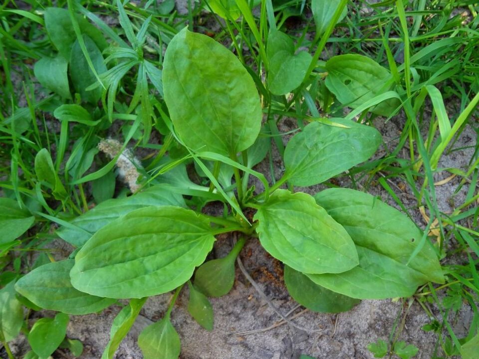 plantain for the treatment of prostatitis