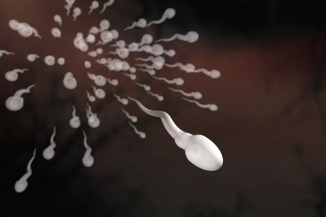 sperm and their changes in prostatitis